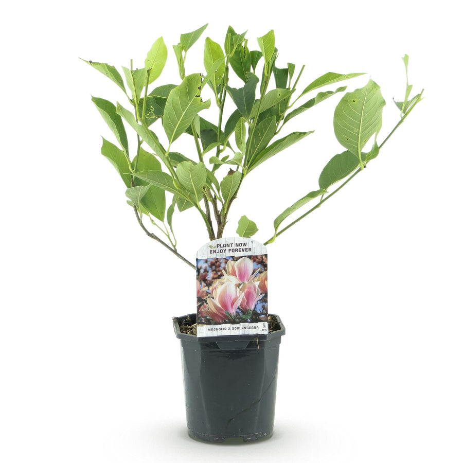 Magnolia Soulangiana – 45 cm hoog (foto 2)
