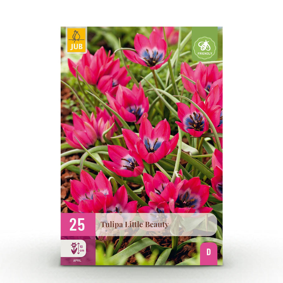 Tulpenbollen Little Beauty — donker roze, 25 stuks (bolmaat 6/7)