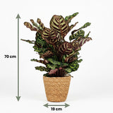 Green boutiQ - Kamerplant - Pauwenplant - Calathea Makoyana - Groen - Weinig onderhoud - 1 Plant - met Mand - Pot 19cm - Hoogte 70cm