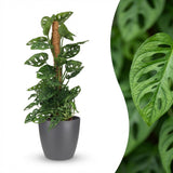 Green boutiQ - Kamerplant - Monkey Mask - Monstera Andansonii Mosstok - Groen - Weinig onderhoud - 1 Plant - met Potter Grijs - Pot 19cm - Hoogte 90cm