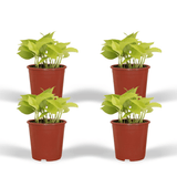 Epipremnum Golden Pothos (Scindapsus) - 4 stuks - Ø12cm - ↕15cm