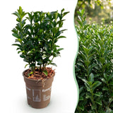 Green boutiQ - 16x Euonymus japonica Green Spire - Kardinaalsmuts - Haagplanten - Groenblijvend - Groen - Pot 9cm - Hoogte 20-25cm