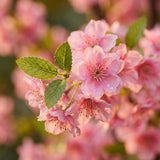 Kunstplant - Prunus - Kersenbloesem - Roze - 135cm