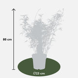 Fargesia rufa - Niet woekerende bamboe - Ø23 - ↨80cm