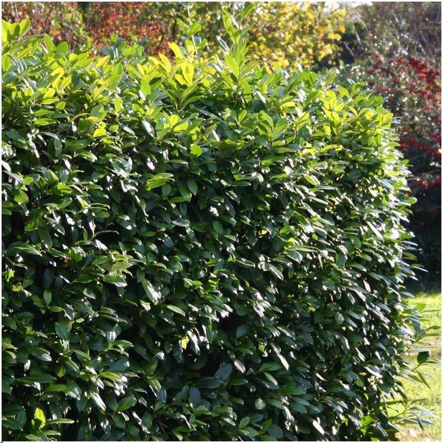 Prunus laurocerasus 'Rotundifolia' — Laurierkershaag, 6 planten (1 strekkende meter)