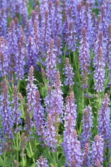 24x Salvia nem. 'Caradonna' - ↕10-25cm - Ø9cm