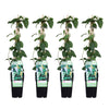 4x - Lonicera japonica 'Halliana' - ↨65cm - Ø15