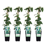 4x - Lonicera japonica 'Halliana' - ↨65cm - Ø15