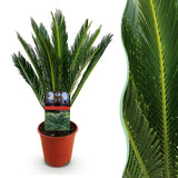 Green boutiQ - Kamerplant - Cycas revoluta - Palmvaren - Weinig onderhoud - Groen - 1 - Pot 15cm - Hoogte 45-55cm
