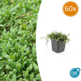 60x Leptinella squalida - ↕10-25cm - Ø9cm