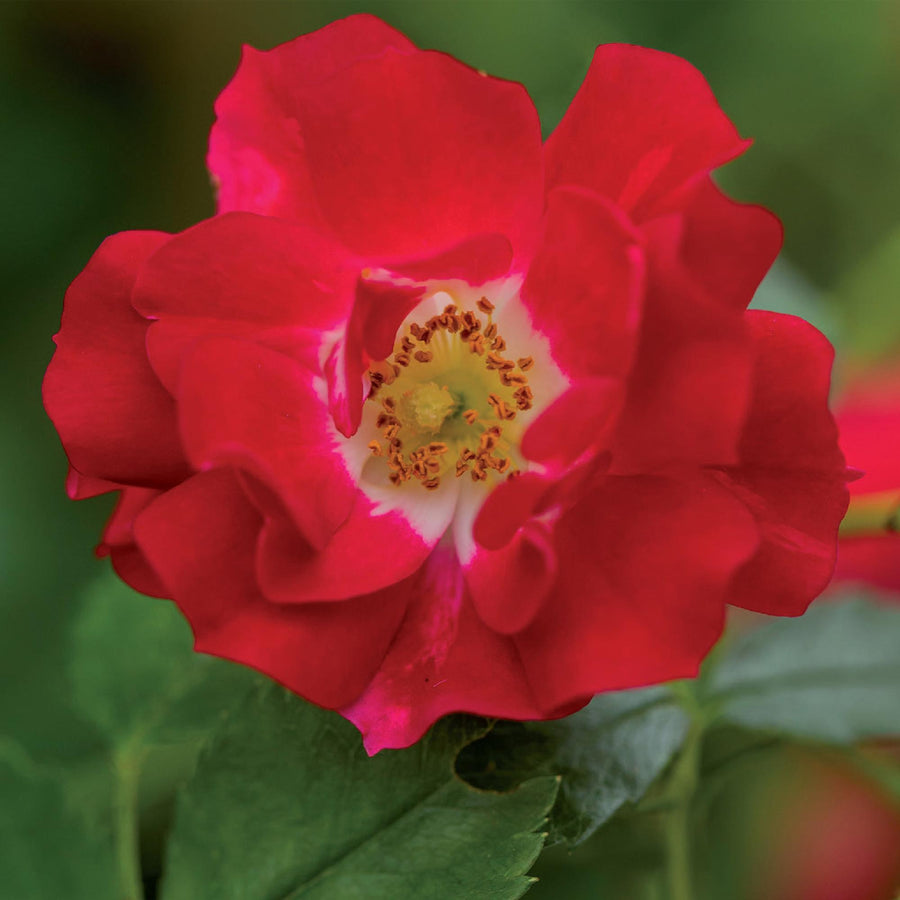 Rosa Red Queen – 2 planten · 40 cm hoog (foto 4)