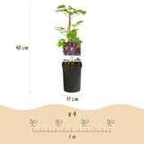 Green boutiQ - Klimplant - Clematis Mikelite - Bloem Paars - Weinig onderhoud -2 planten -Pot 11cm Hoogte 40cm