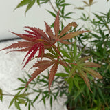Green boutiQ - Terrasplant - Japanse Esdoorn - Acer palmatum Jerre Swarts - Donker Rood - 2 Planten - Bladverliezend -Pot 19cm Hoogte 70cm