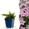 Green boutiQ - Vasteplant - Phlox Rosette - Vlambloem - Bodembedekkend - Roze - 6 Plant - Pot 11cm - Hoogte 15-25cm
