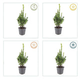 12x Buxus Sempervirens - ↕10-25cm - Ø9cm
