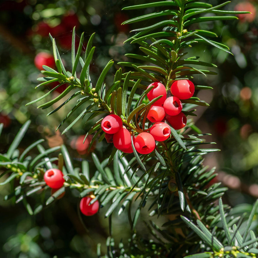 Taxus (Taxus baccata) – 6 planten · 60 cm bij levering · voor 1 strekkende meter (foto 5)