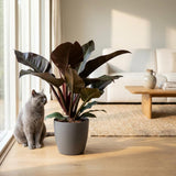 Green boutiQ - Kamerplant - Philodendron - Philodendron Imperial Red - Rood - Weinig onderhoud - 1 Plant - met Potter Grijs - Pot 19cm - Hoogte 60cm