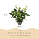 Green boutiQ - Terrasplant - Skimmia japonica Finchy - Bloem Wit - 10+ Bloemen - 3 Planten - Winterhard - Pot 10,5cm Hoogte 25cm