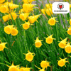 Narcisbollen Golden Bells — kleine gele narcis, 25 stuks