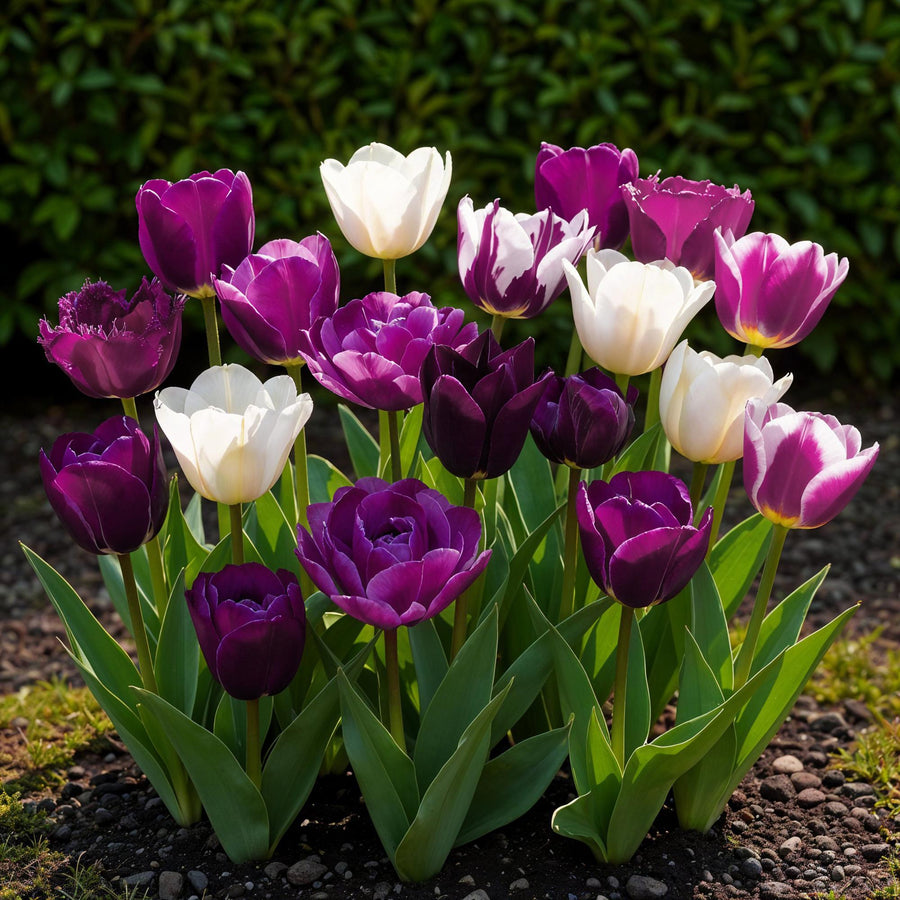Tulpenbollen Blueberry mix — gemengde kleuren, 12 stuks (bolmaat 11/12)