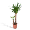 Yucca Elephantipes - Ø21cm - ↕100cm