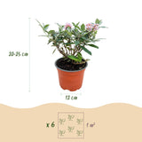 Green boutiQ - Tuinplant - Buddleja davidii Butterfly Candy Little Pink - Vlinderstruik - Compact - Roze - 3 Planten - Pot 12cm - Hoogte 20-25cm