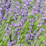 Green boutiQ - Haagplanten - Lavandula angustifolia Hidcote -blad grijs - 6 planten - 1 strekkende meter - groenblijvend - pot 17cm hoogte 30cm