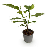 Green boutiQ - Tuinplant - Magnolia Susan - Bloem Paars - 1 Plant - Bladverliezend - Weinig Onderhoud - Pot 12cm Hoogte 30cm