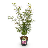 Green boutiQ - Tuinplant - Acer palmatum Jerre Swarts - Japanse Esdoorn - Bladverliezend - Oranje-Rood - 1 - Pot 26cm - Hoogte 90cm
