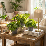 Green boutiQ - Kamerplant - Marantha Silverband, Marantha Lemon Lime Marantha Kerchoveana - Gebedsplant - Huisdiervriendelijke Plant - Groen - 3 Planten - met Potter Grijs - Pot 12cm - Hoogte 25cm