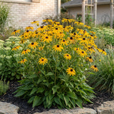 Green boutiQ - Vasteplant - Rudbeckia fulg. Goldsturm - Gele zonnehoed - Bijen- en vlinderlokkers - Geel - 1 Plant - Pot 11cm - Hoogte 15-25cm