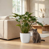 Green boutiQ - Kamerplant - Philodendron - Philodendron Xanadu - Groen - Weinig onderhoud - 1 Plant - met Potter Wit - Pot 19cm - Hoogte 60cm