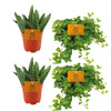 2x Aloe Paradisicum + 2xPeperomia Rotundifolia - 4 stuks - Ø10.5cm - ↕10cm