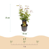 Green boutiQ - Tuinplant - Acer palmatum Phoenix - Roze - 1 Plant - Bladverliezend - Weinig Onderhoud - Pot 12cm Hoogte 35cm