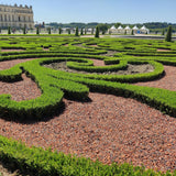 Green boutiQ - Buxus Haag - BetterBuxus Babylon Beauty - Resistant tegen de Buxus schimmel - 12 planten - 2 strekkende meter - pot 13cm hoogte 30-35