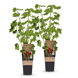 Green boutiQ - Fruitplant - Ribes rubrum Jonkheer van Tets - Bessenplant - Winterhard - Rode Bes - 2 Planten - Pot 15cm - Hoogte 50cm