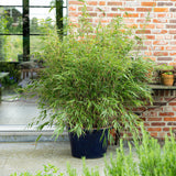 Green boutiQ - Grassen - Fargesia Rufa - Niet Woekerende Bamboe - Bladhoudend - Groen - 2 Planten - Pot 23 cm - Hoogte 80 cm