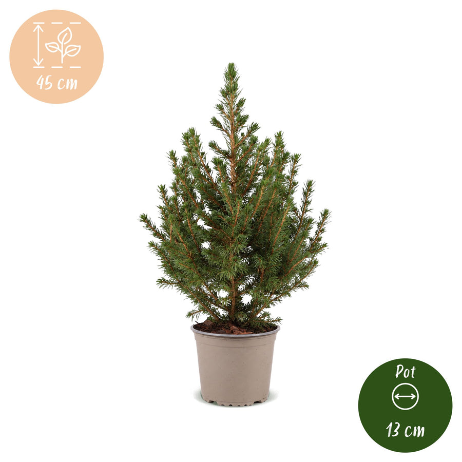 Set van 4 – Pot Ø13 cm · 45 cm hoog · Kegelspar kerstboom (foto 5)