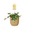 Peperomia ‘Hope’ in ELHO Vibes Fold 14cm geel