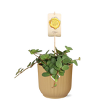 Peperomia ‘Hope’ in ELHO Vibes Fold 14cm geel