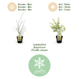 Green boutiQ - Terrasplant - Japanse Esdoorn - Acer palmatum Methamorphosa - Groen - 2 Planten - Bladverliezend - Pot 19cm Hoogte 70cm
