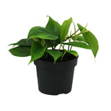 Philodendron Scandens - Ø12cm - ↕20cm