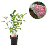 Green boutiQ - Pluim Hortensia - Hydrangea panniculata Vanille Fraise - Bloem Wit Roze- 1 Plant - Bladverliezend - Grote Bloemen - Pot 17cm Hoogte 50cm