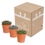 Echeveria mix 10.5 cm - 3x - in terracotta pot