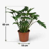 Green boutiQ - Kamerplant - Philodendron - Philodendron Xanadu - Groen - Weinig onderhoud - 1 Plant - Pot 19cm - Hoogte 60cm