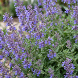 Green boutiQ - Vasteplant - Nepeta faassenii 'Six Hills Giant' - Kattenkruid - Bijen- en vlinderlokkers - Paars - 6 Planten - Pot 11cm - Hoogte 15-25cm