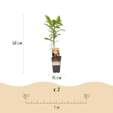 Green boutiQ - Fruitplant - Actinidia Weiki & Hayward, Ken,s Red, Golden Kiwi - Kiwiplant - 1 Mannelijke - 3 Vrouwelijke - Planten - Groen-Rood-Geel - Pot 15cm - Hoogte 50cm