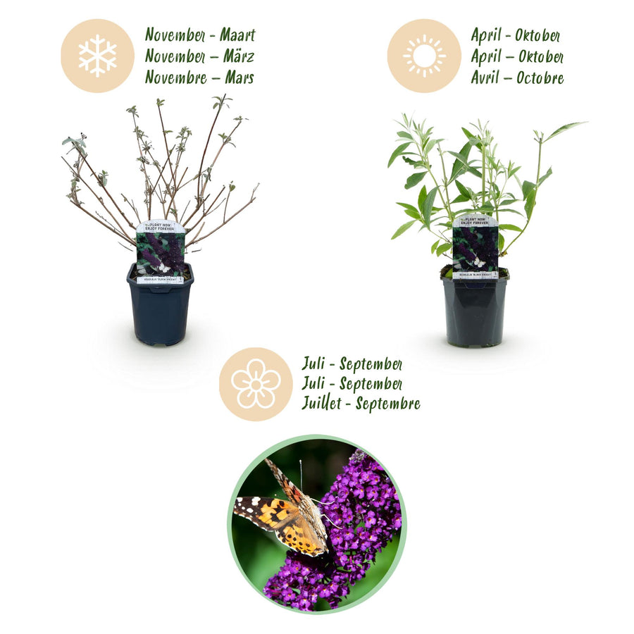 Buddleja davidii Black Night – 45 cm hoog (foto 4)