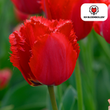 Tulpenbollen Masterpeace — rode kartelrandtulp, 20 stuks (maat 11/12)