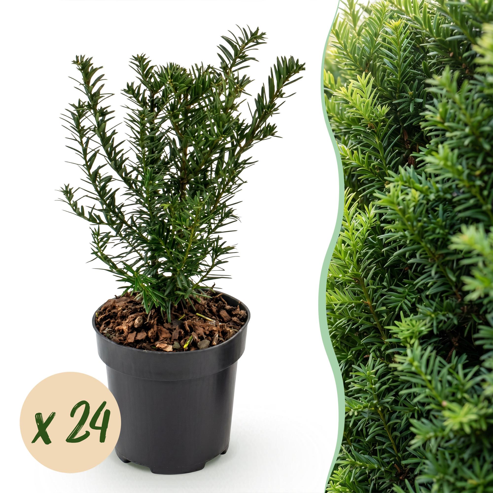 Green boutiQ - 24x Taxus baccata - Venijnboom - Haagplanten - Groenblijvend - Groen - Pot 9cm - Hoogte 20-30cm